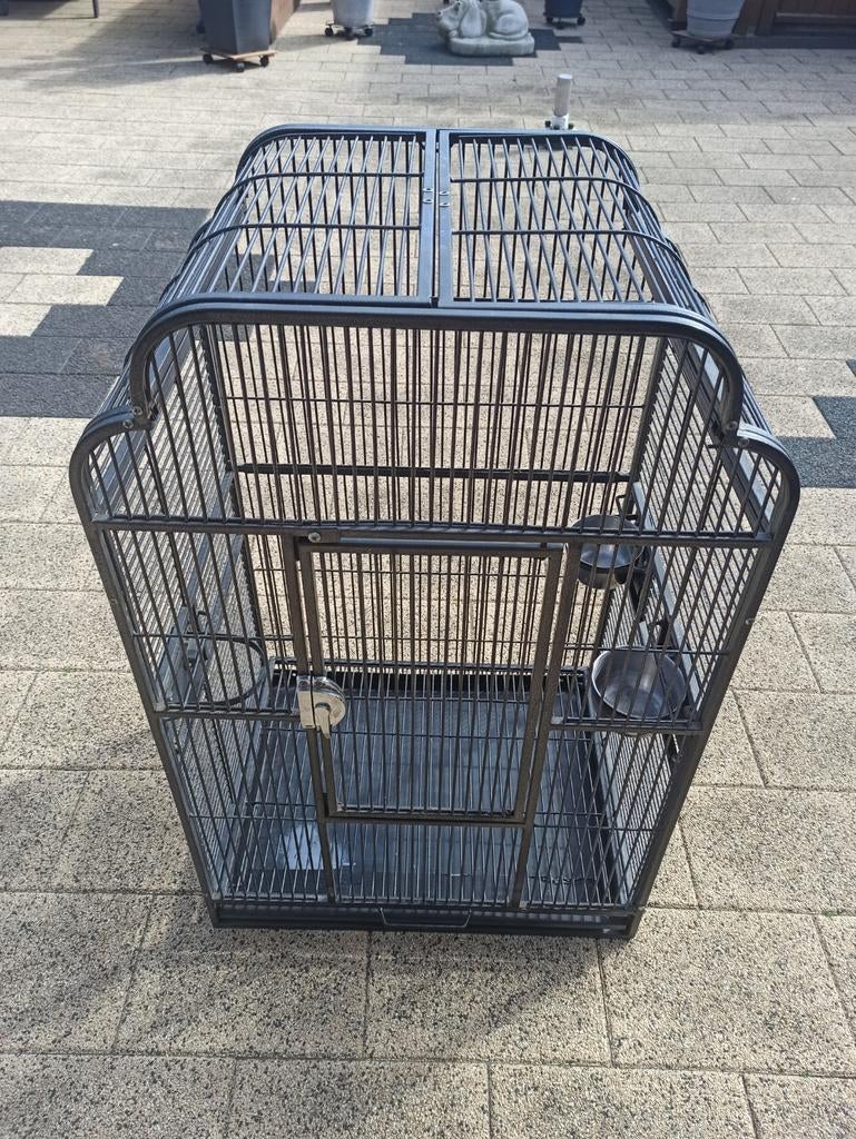 Papagaai kooi, Mannelijk, Papegaai