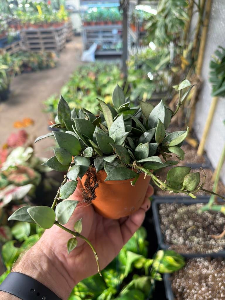 Hoya krohniana Eskimo - Zeldzame wasbloem in 12cm pot, Huis en Inrichting, Kamerplanten, Ophalen of Verzenden