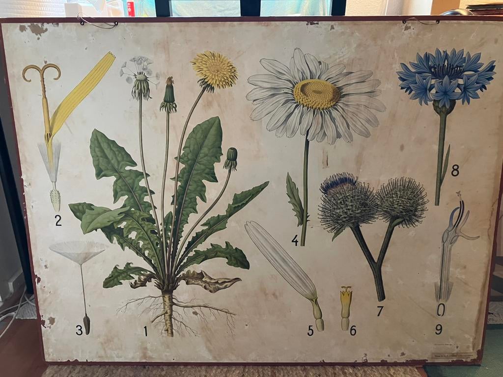 Schoolplaat Bloemonderdelen - ca 1930 - Fa A.C.P. Nabbe, Ophalen of Verzenden, Natuur en Biologie