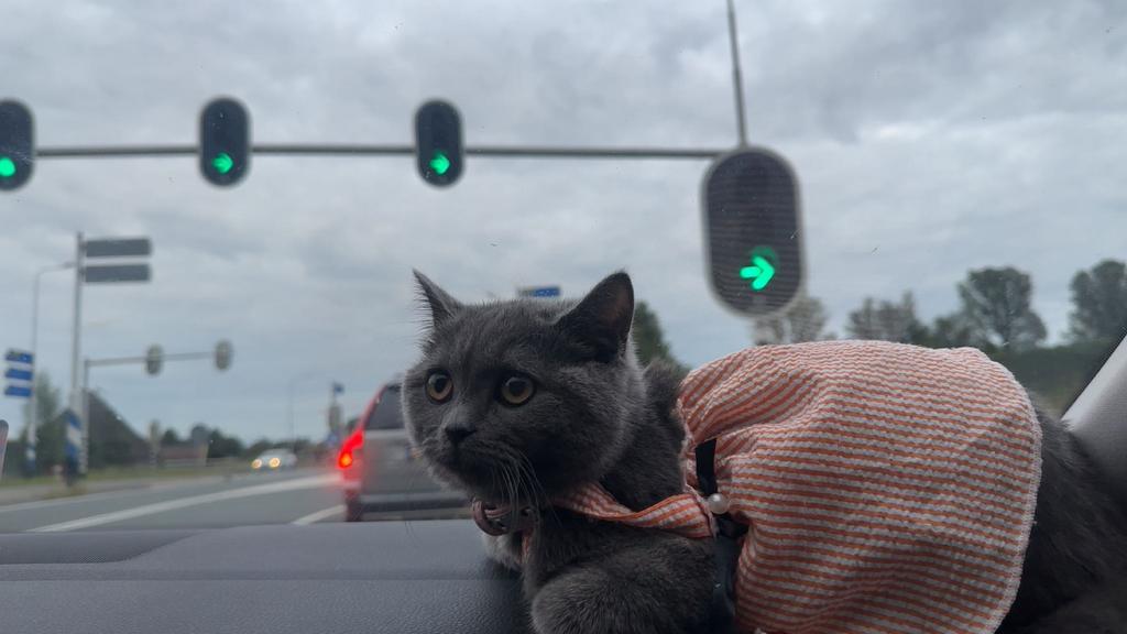 Kat, Dieren en Toebehoren, Katten-accessoires, Ophalen of Verzenden, Zo goed als nieuw