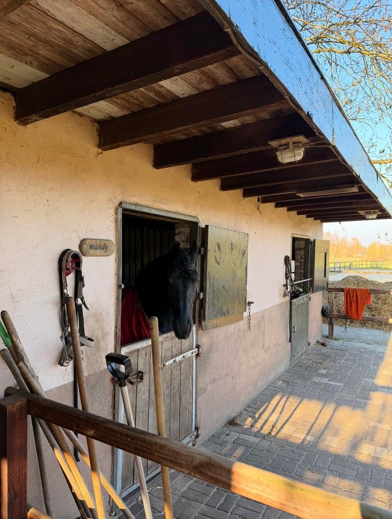 Stalling en weidegang aangeboden in Beekbergen, Dieren en Toebehoren, Weidegang