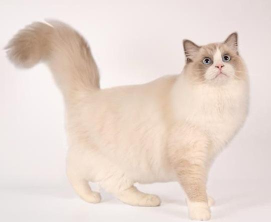 Ter dekking: Ragdoll Blue Bicolor met stamboom