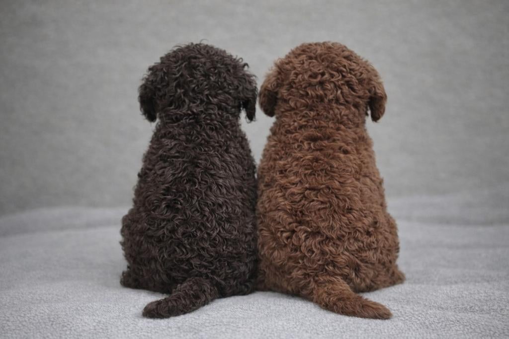 Schattige choco Maltipoo reutjes – klaar voor nieuw thuis, HCC (leverziekte), Overige rassen, 8 tot 15 weken, Meerdere