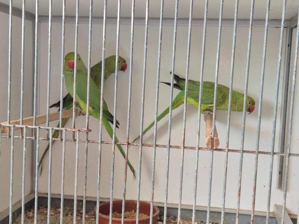 Halsband parkieten, Dieren en Toebehoren, Vogels | Parkieten en Papegaaien, Vrouwelijk, Parkiet, Geringd