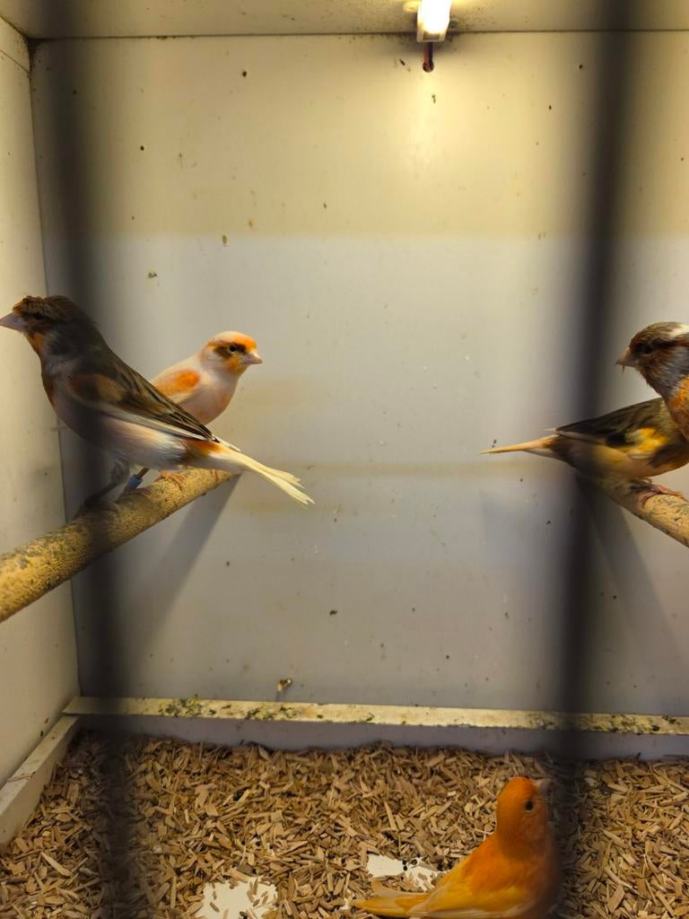 Harlekijn mannen, Mannelijk, Kleurkanarie