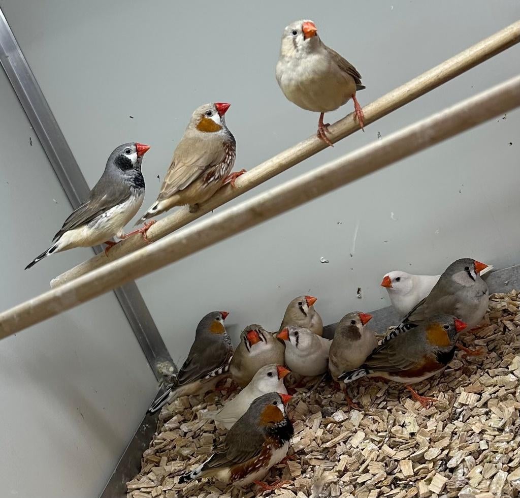 Zebravinken koppels, Meerdere dieren, Tropenvogel