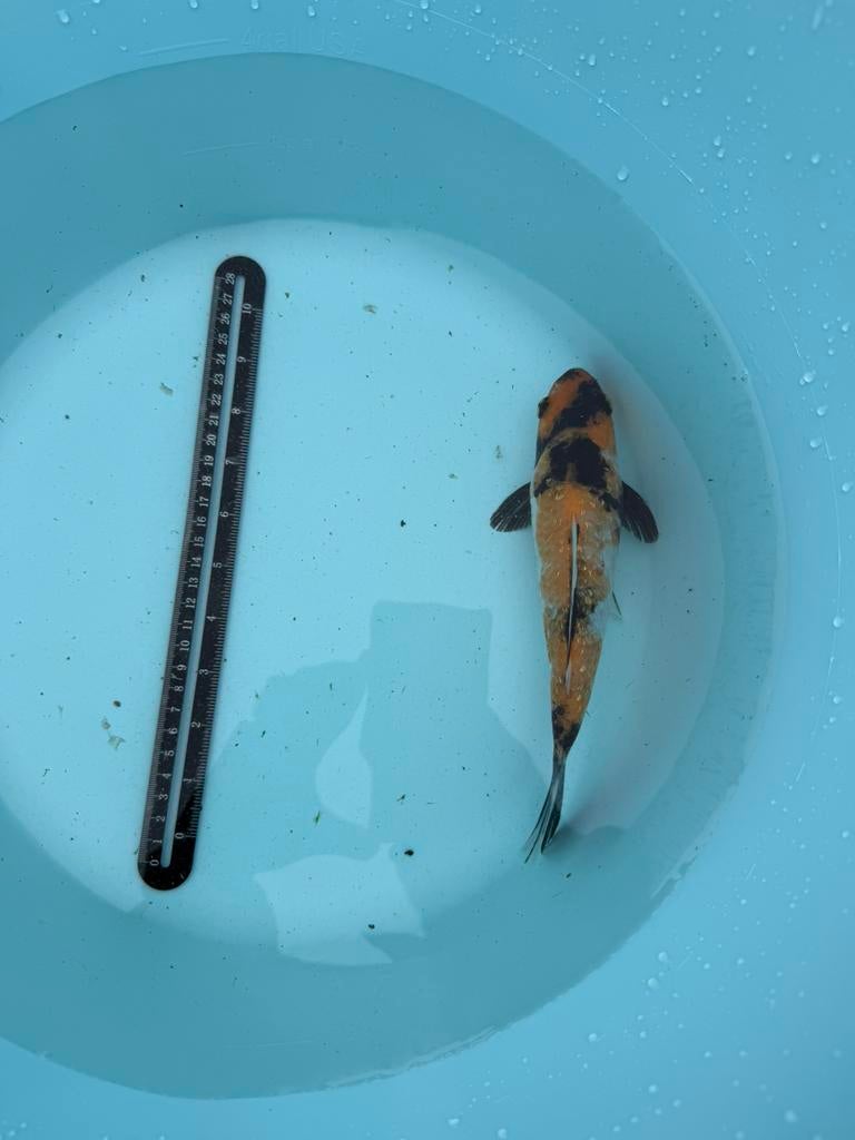 Hi Utsuri Koi karper 25cm, Dieren en Toebehoren, Karper of Koi