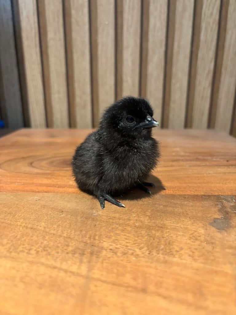 Ayam cemani kuikens, Dieren en Toebehoren, Pluimvee