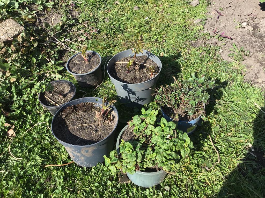 Maggiplant, Citroenmelisse en Oregano, Ophalen, Volle zon, Vaste plant, Kruiden