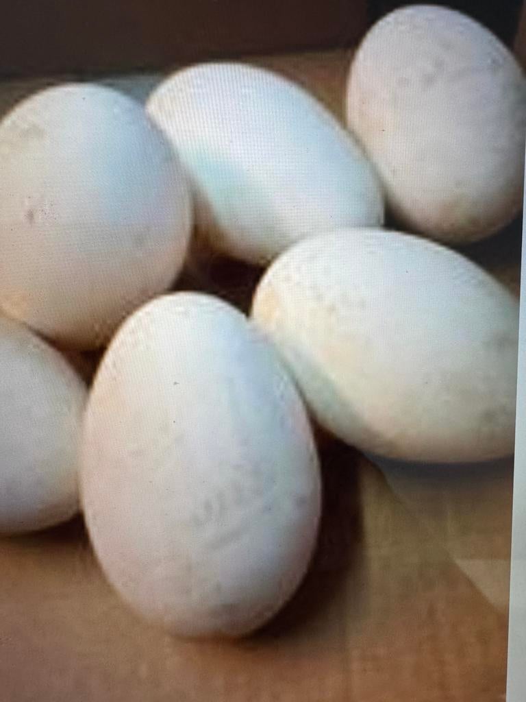 Verse schone ganzen eieren., Ophalen of Verzenden