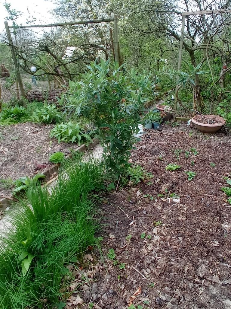 Biologische paarse vlinderstruik, Ophalen, Vlinderstruik, Struik, Minder dan 100 cm