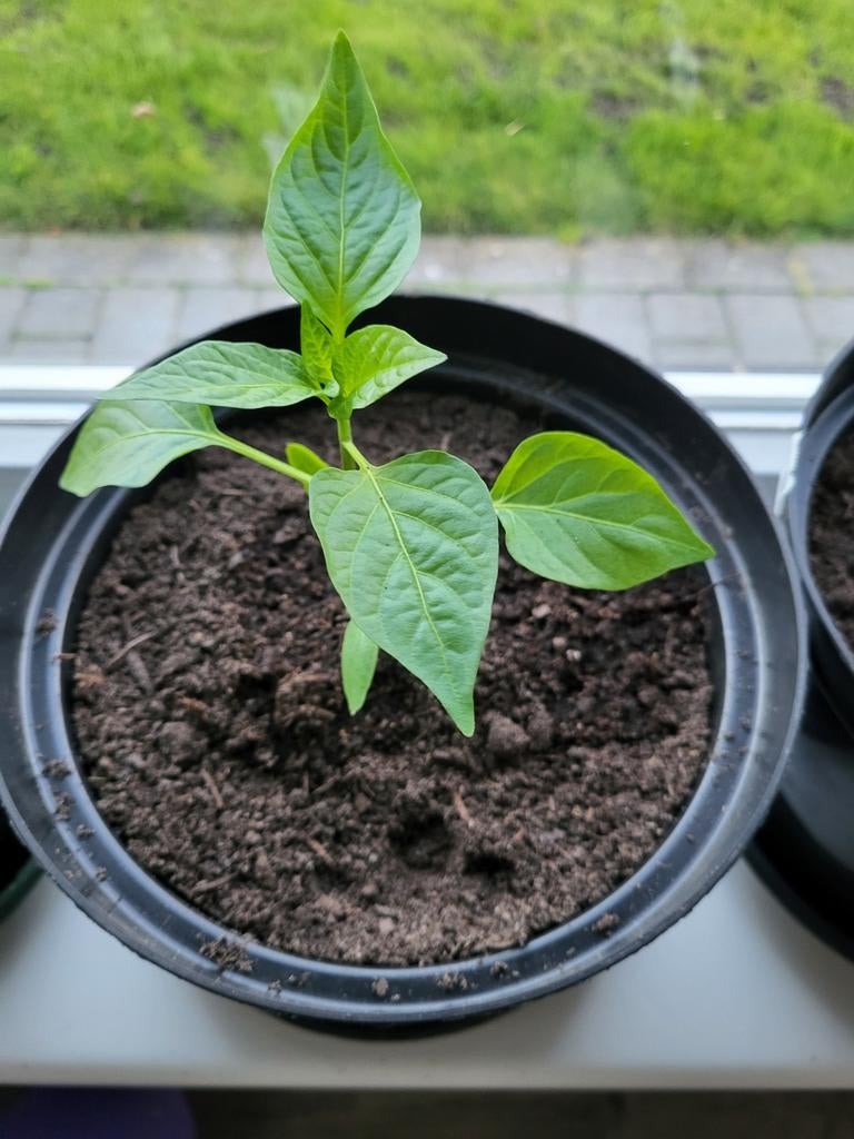 Biologische paprika plant, Tuin en Terras, Planten | Tuinplanten, Ophalen of Verzenden, Eenjarig, Groenteplanten, Volle zon