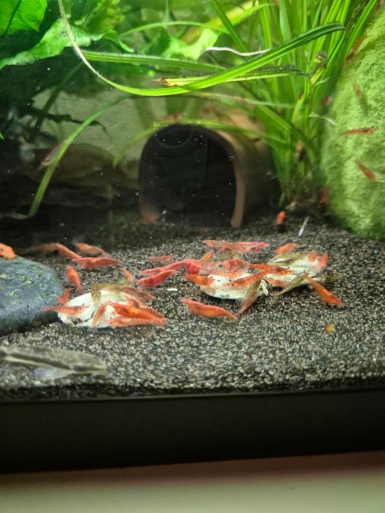 Rode vuur garnalen mix, Dieren en Toebehoren, Vissen | Aquariumvissen, Kreeft, Krab of Garnaal