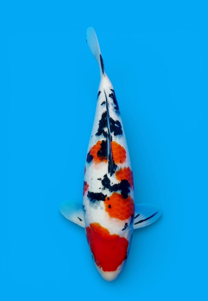 Sanke Dainchi tancho chagoi showa Karashigoi enz, Dieren en Toebehoren, Karper of Koi