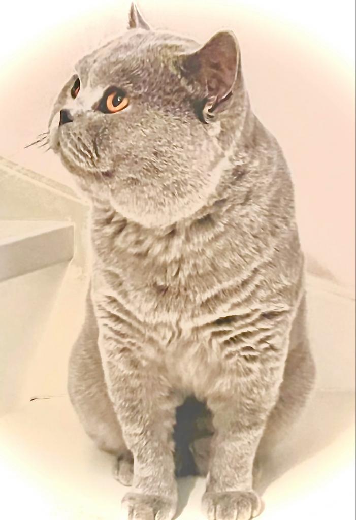 Knappe, lieve stoere Dekkater Britse Korthaar, Dieren en Toebehoren, Katten en Kittens | Dekkaters, 0 tot 2 jaar