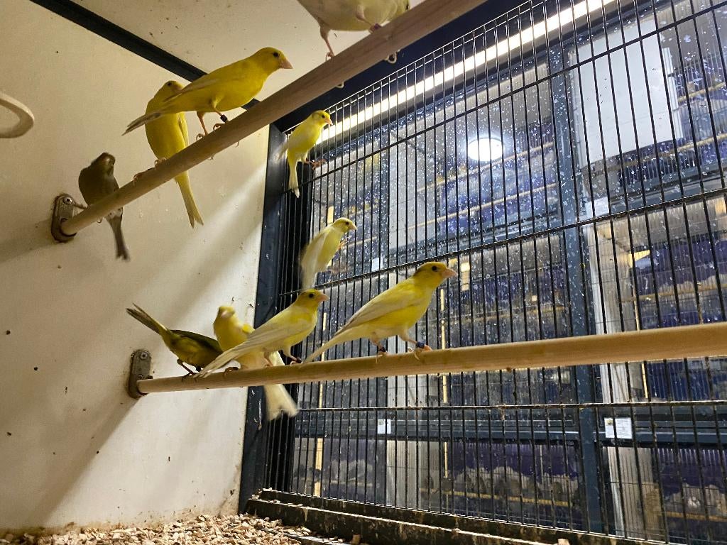 Mooie mannelijke kanaries | Goede zangvogel | Kanarie, Mannelijk, Zangkanarie