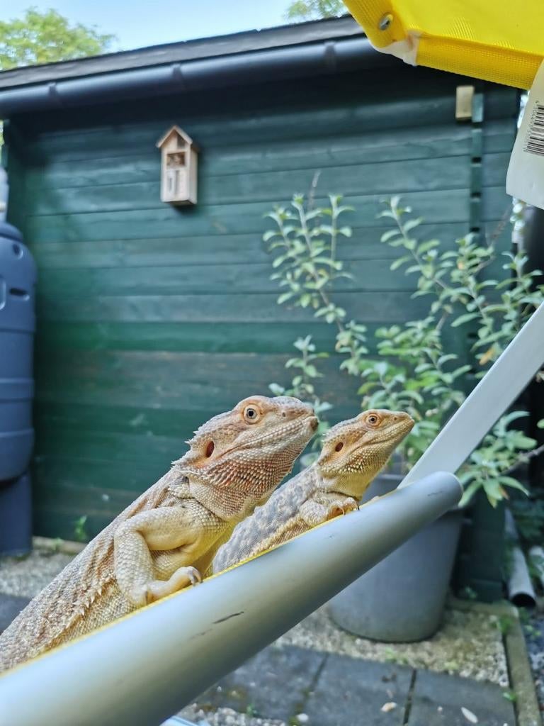 Baardagamen te koop– goed huis gezocht, Dieren en Toebehoren