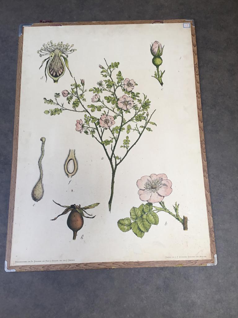 Diverse oude schoolplaten, Antiek en Kunst, Antiek | Schoolplaten, Ophalen, Geschiedenis