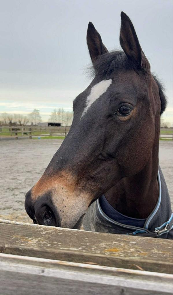 Springpaard, Dieren en Toebehoren, Paarden, Merrie, 160 tot 165 cm, 7 tot 10 jaar, Springpaard, Met stamboom
