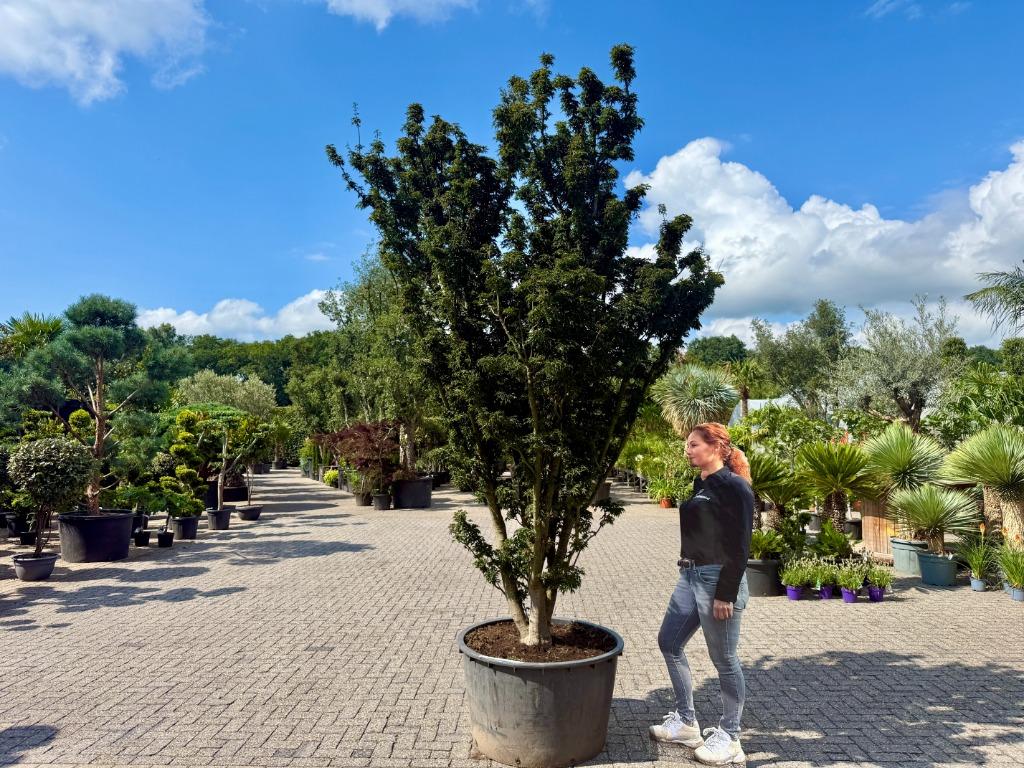 Exclusieve Acer palmatum 'Shisigashira' / Crispifolium!!!, In pot, Bloeit niet, Halfschaduw, 250 tot 400 cm