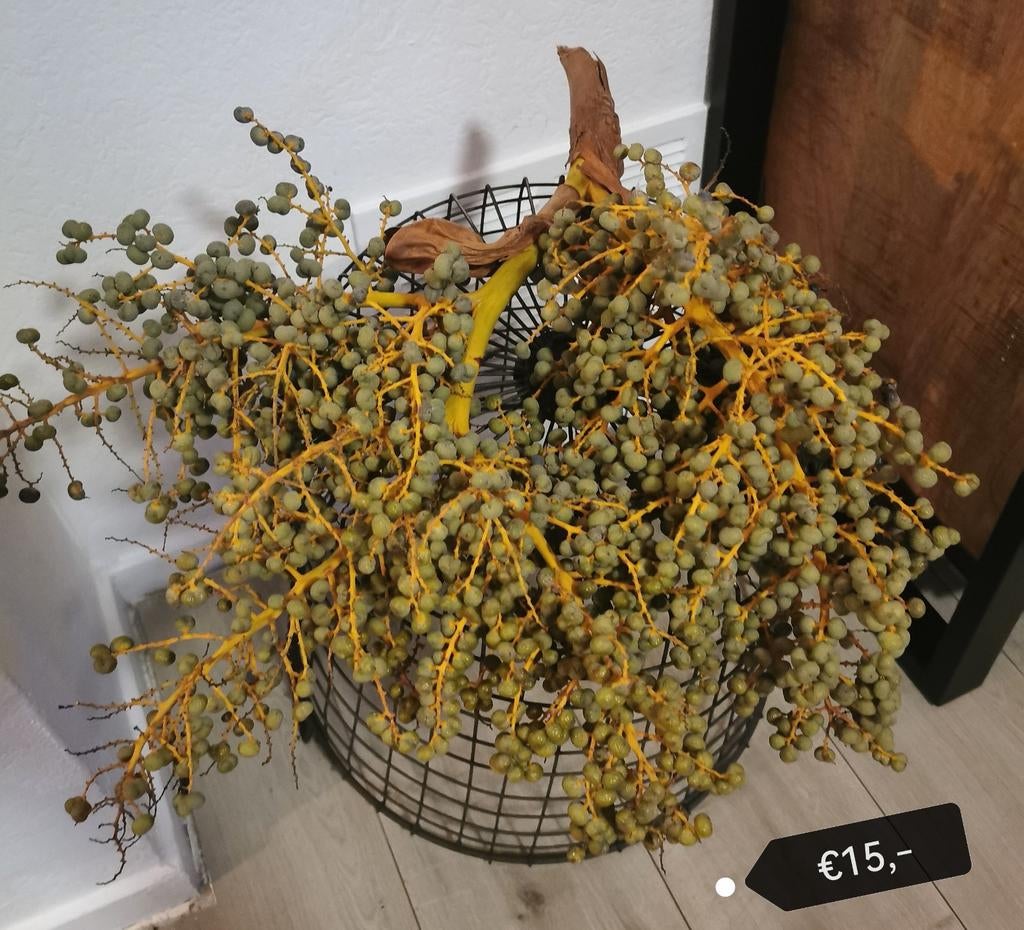 Grote dadeltak, Ophalen, Zo goed als nieuw