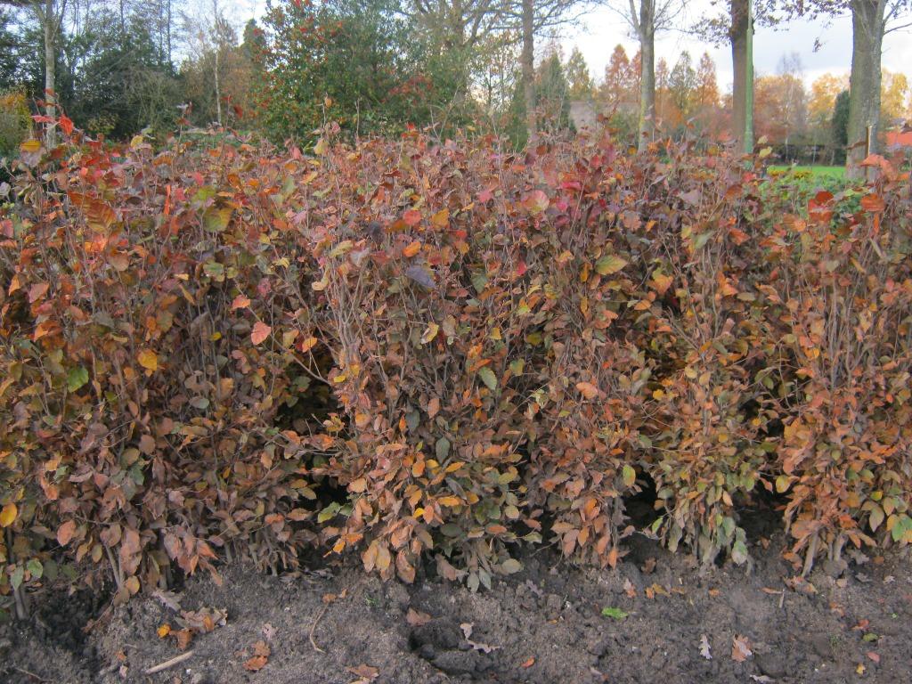 Beuken wortelgoed of kluit, rood en groen, super kwaliteit!!, Ophalen, Beukenhaag, Haag, 100 tot 250 cm