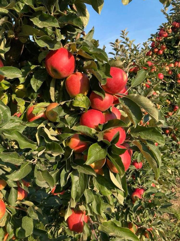 APPELBOMEN, Ophalen, Volle zon, Vaste plant, Fruitplanten