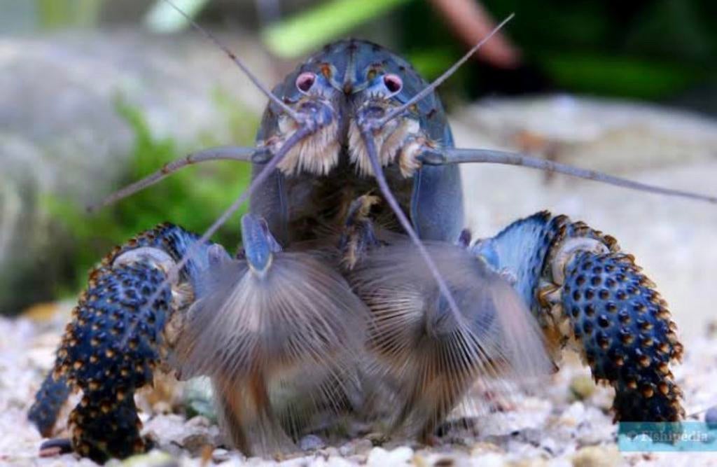 Pre order: Afrikaanse Waaierhand garnaal, Kreeft, Krab of Garnaal, Zoetwatervis