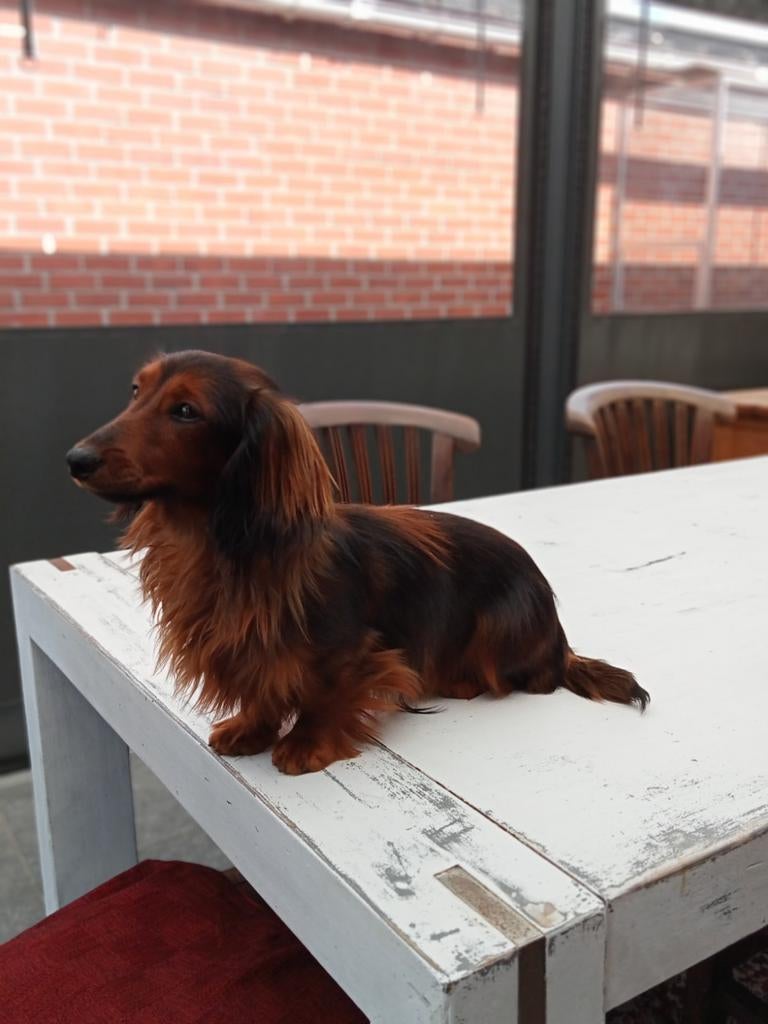 Dwerg teckel ter dekking, Dieren en Toebehoren, Reu, 1 tot 2 jaar, Meerdere, Nederland