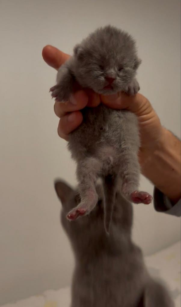 %100 Britse korte haar