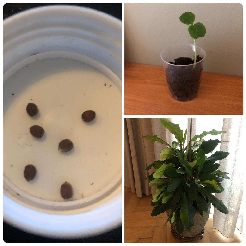 Madagascar Jewel (Euphorbia leuconeura) zaadjes of stekjes, Ophalen of Verzenden, Overige soorten, Halfschaduw, Minder dan 100 cm