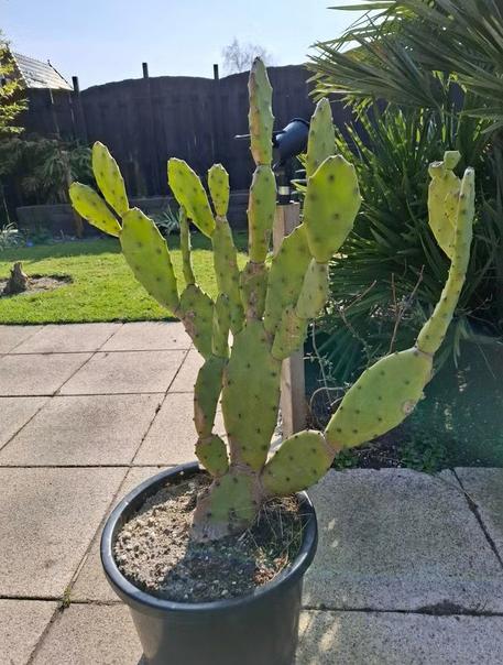 Grote Opuntia Vulgaris te koop aangeboden!, Huis en Inrichting, Kamerplanten, Ophalen, Cactus, Halfschaduw, Minder dan 100 cm
