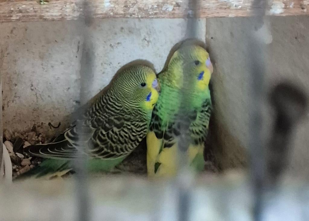 Grasparkieten, Meerdere dieren, Parkiet