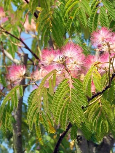 BOOM Albizia julibrissin Perzische slaapboom rood exotisch, Overige soorten, Volle zon, Vaste plant, Ophalen of Verzenden