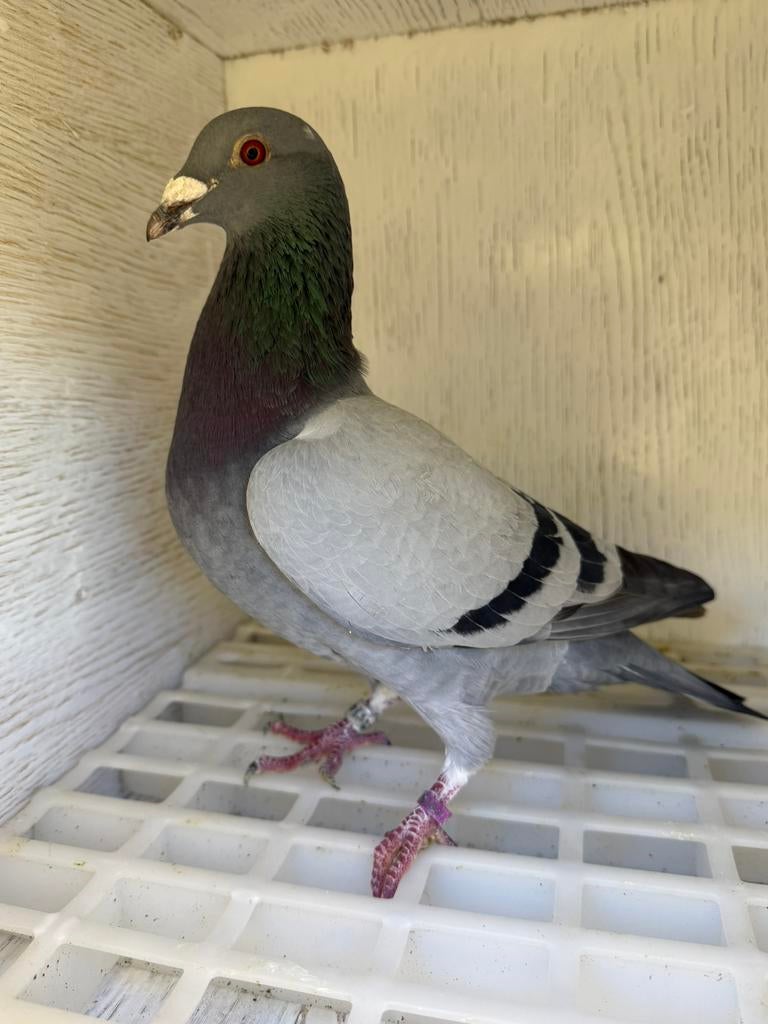 postduif, Dieren en Toebehoren, Vogels | Duiven, Mannelijk