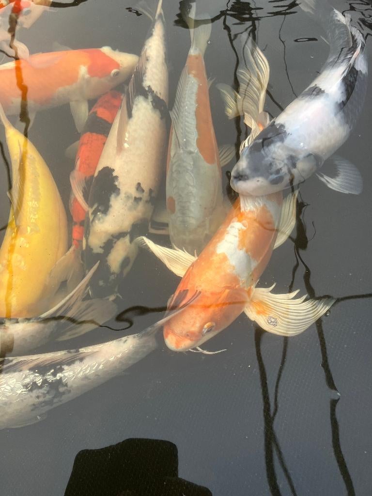 Butterflykoi, Karper of Koi