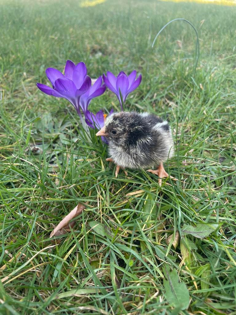 Mooie eendags kuikens barnevelder kriel en leghorn patrijs, Geslacht onbekend, Kip
