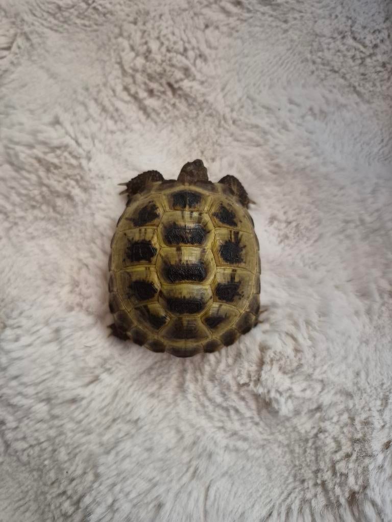 2 keer Russische landschildpad Tortoise - unknown for sale from Steph