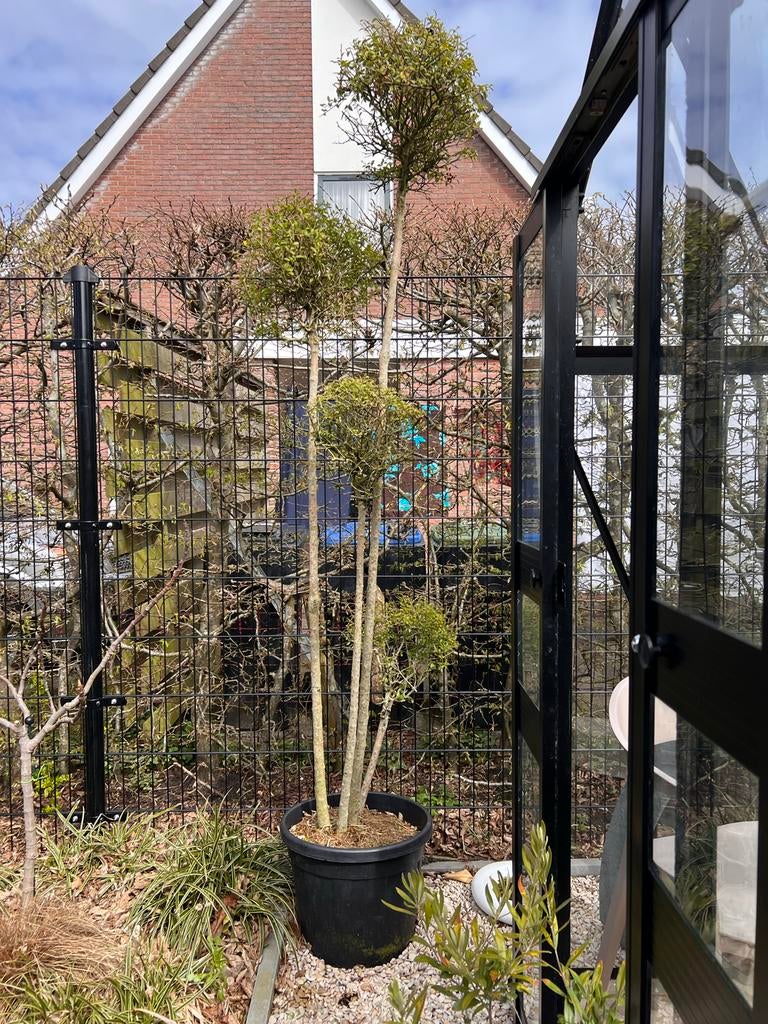 Ligustrum delavayanum meerstammig met pom poms, Tuin en Terras, Planten | Bomen, Overige soorten, 100 tot 250 cm, Halfschaduw