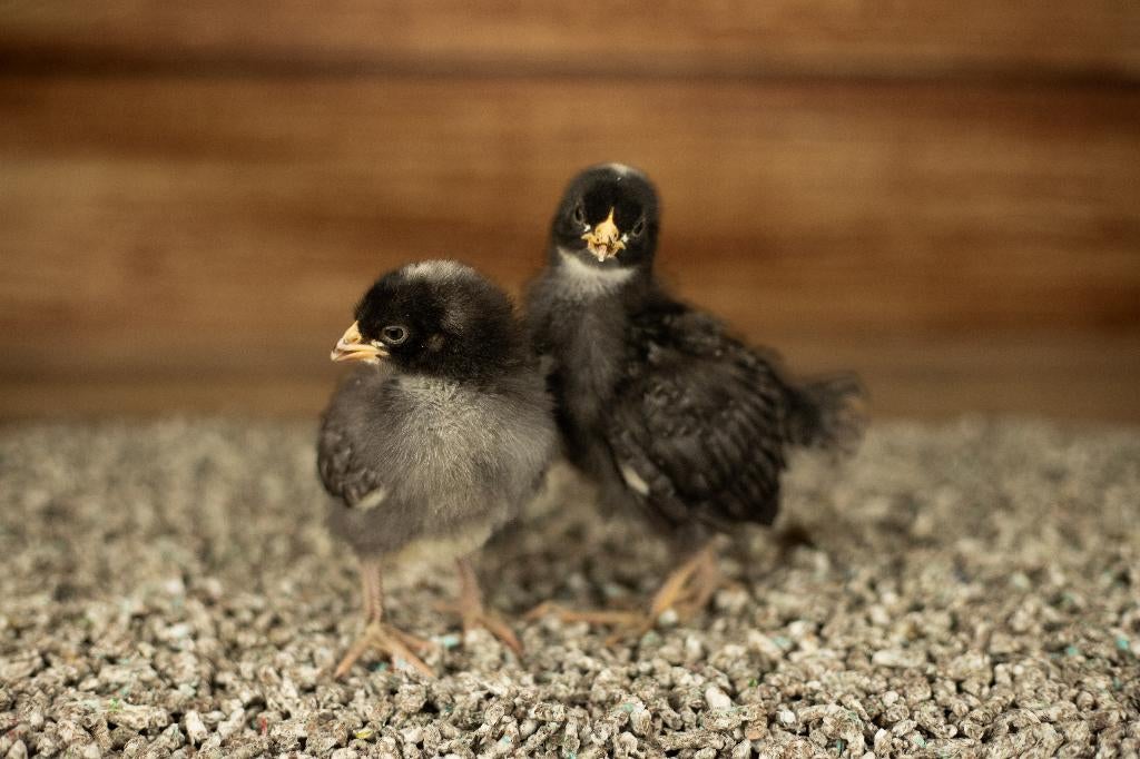 Noord Hollandse Blauwe groot kippenkuikens | Gesekst, Vrouwelijk, Kip
