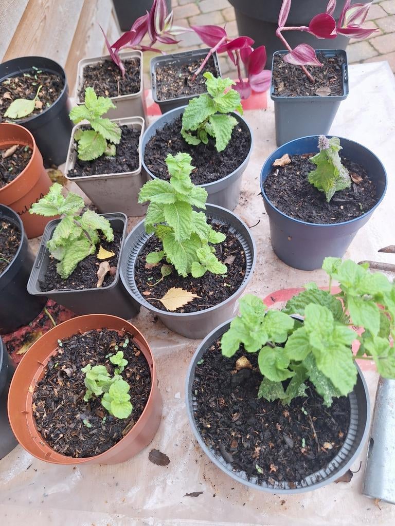 Mojito munt stekken, Ophalen, Kruiden, Volle zon