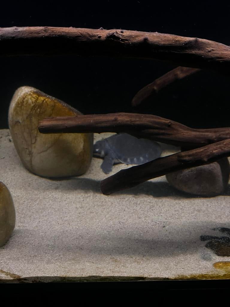 Fly river, Schildpad, Tam, 0 tot 2 jaar