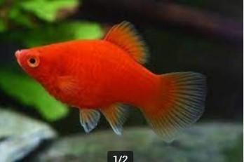 Platy dark red XXL - Koidream Valburg, Vis, Zoetwatervis