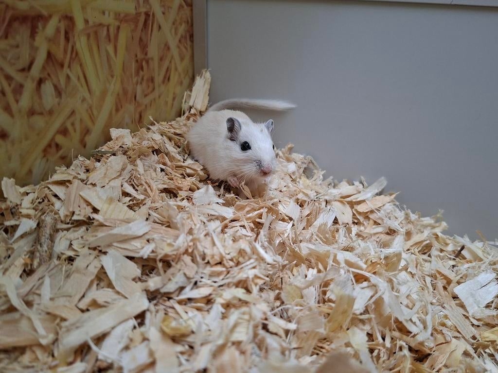 Heel leuk gerbil mannetje, Januari, Mannelijk, Overige typen