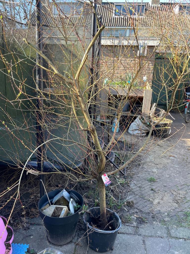 Gratis ophalen: Flamingo boom (Salix integra 'Flamingo’, Volle zon, Vaste plant, Zomer, Ophalen