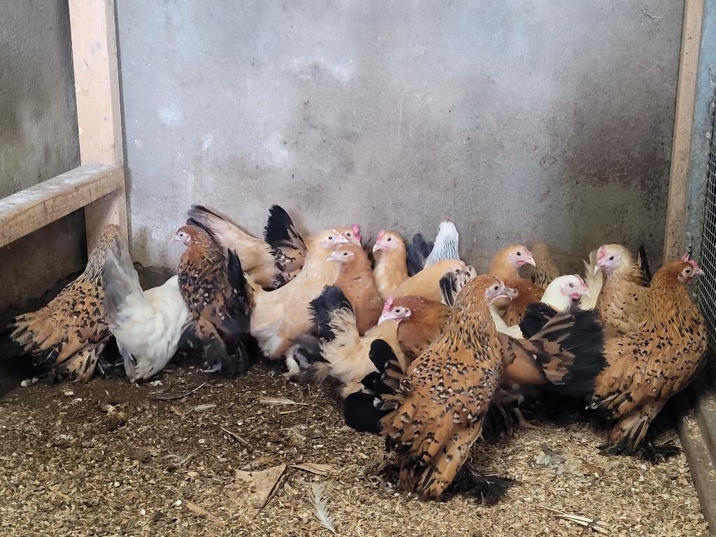 kriel kippen/hennen chabo, sabelpoot te koop, Dieren en Toebehoren, Vrouwelijk, Kip