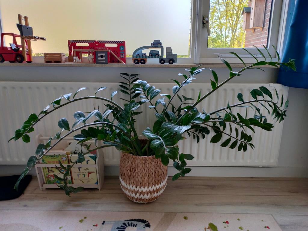 Zizi plant groot, Ophalen, Halfschaduw, Minder dan 100 cm