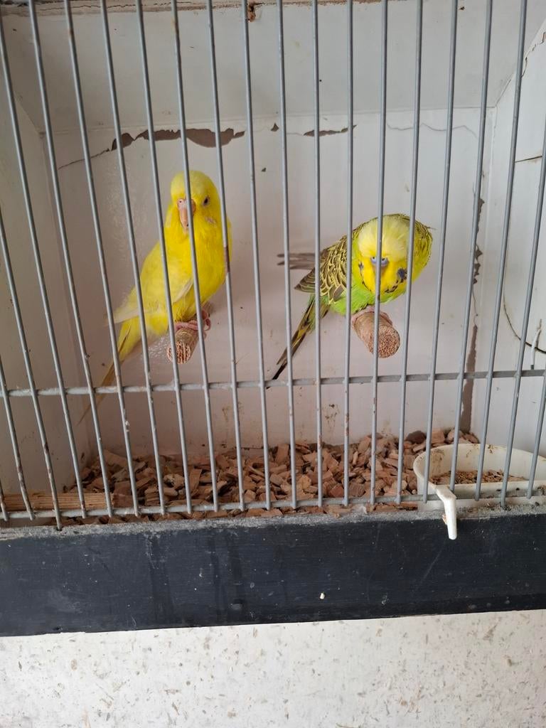 2 koppels engelse parkieten, Meerdere dieren, Parkiet, Geringd