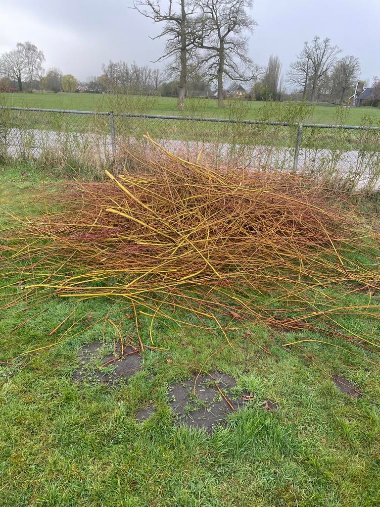 Gratis Wilgentakken, Ophalen