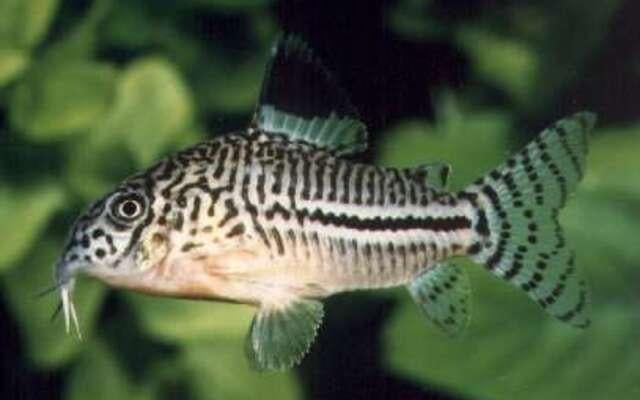 Hobbyaquarium Corydoras Julii / luipaardpantsermeerval, Vis, Zoetwatervis, Schoolvis